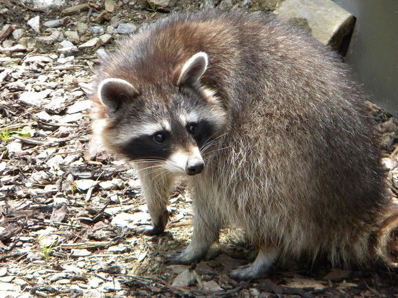 Bild: günther gumhold  / pixelio.de