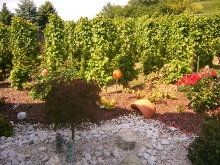 Unser eigener Weinberg am Haus