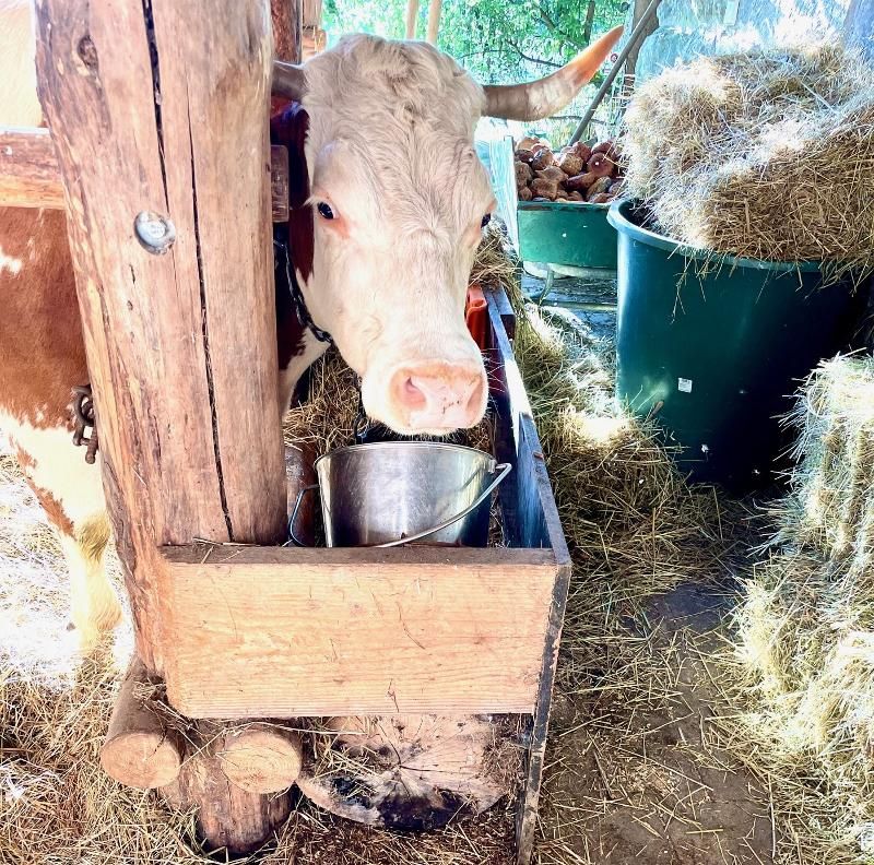 Ferienbauernhof Hof Balisheim