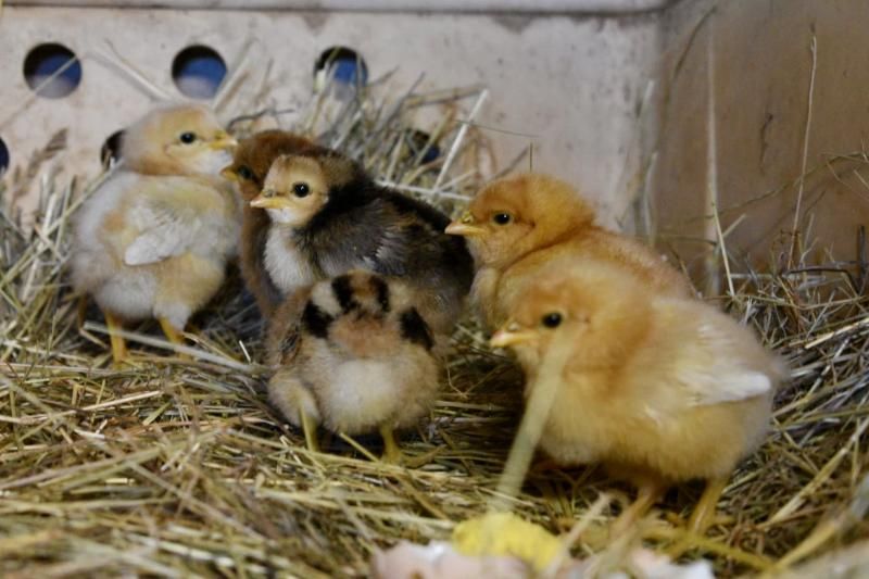 Ferienhaus am Ponyhof