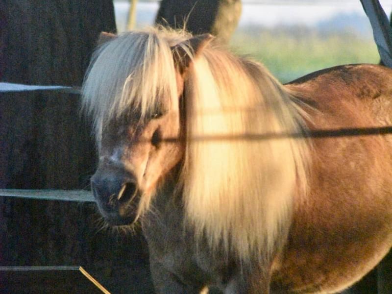 Ferienhaus am Ponyhof