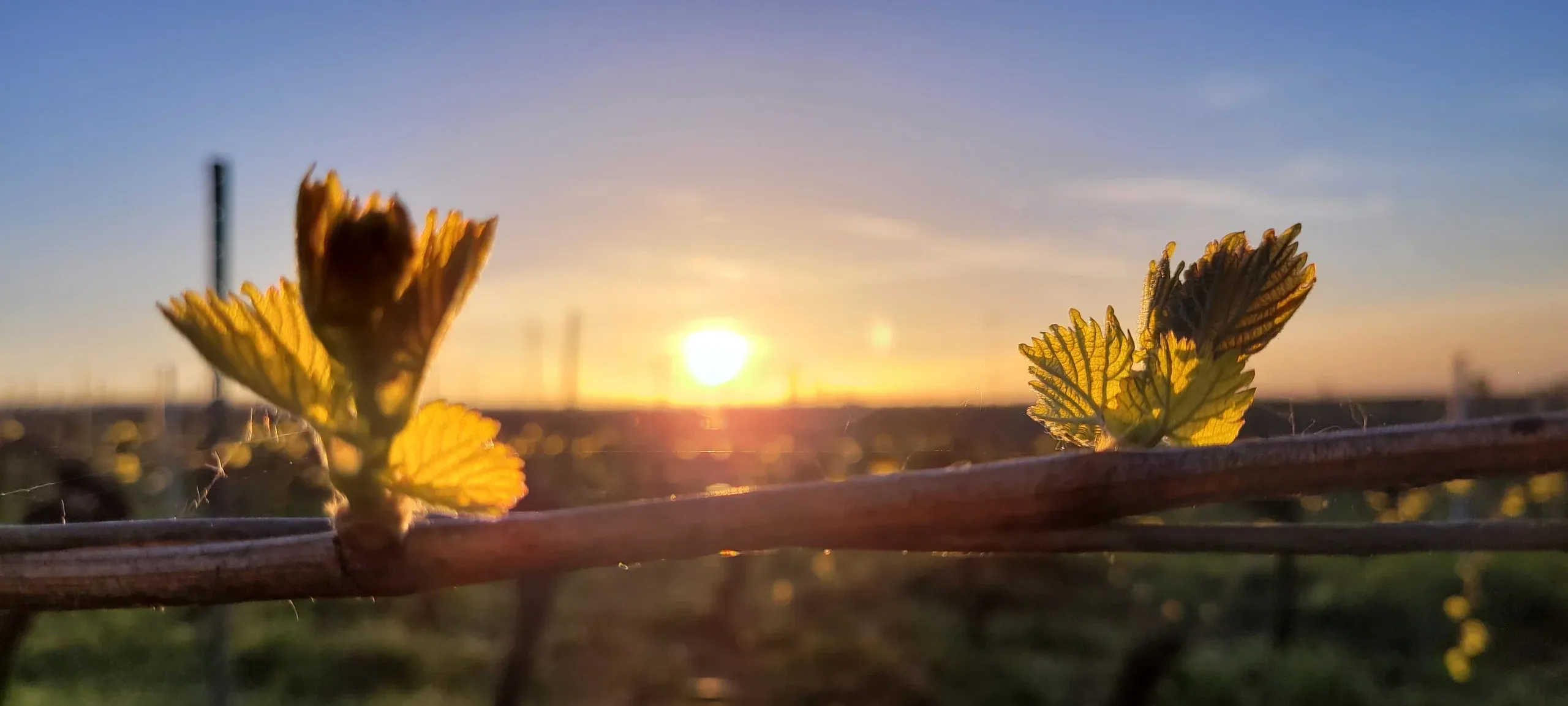 Ferienwohnung an der Weinstraße Gleisweiler