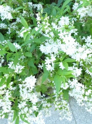 Ferienwohnung Raunecker