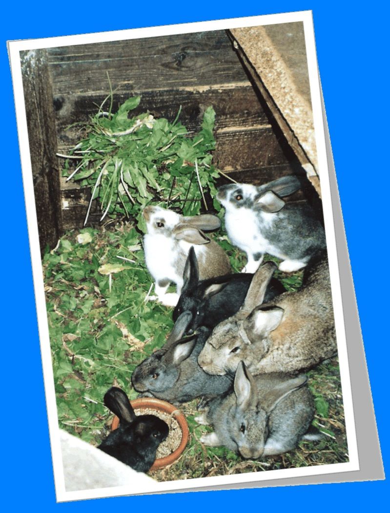 Ferienwohnung Obsthof Häberle