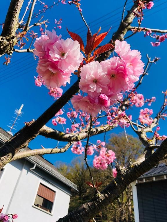 Ferienwohnung Rabenlay