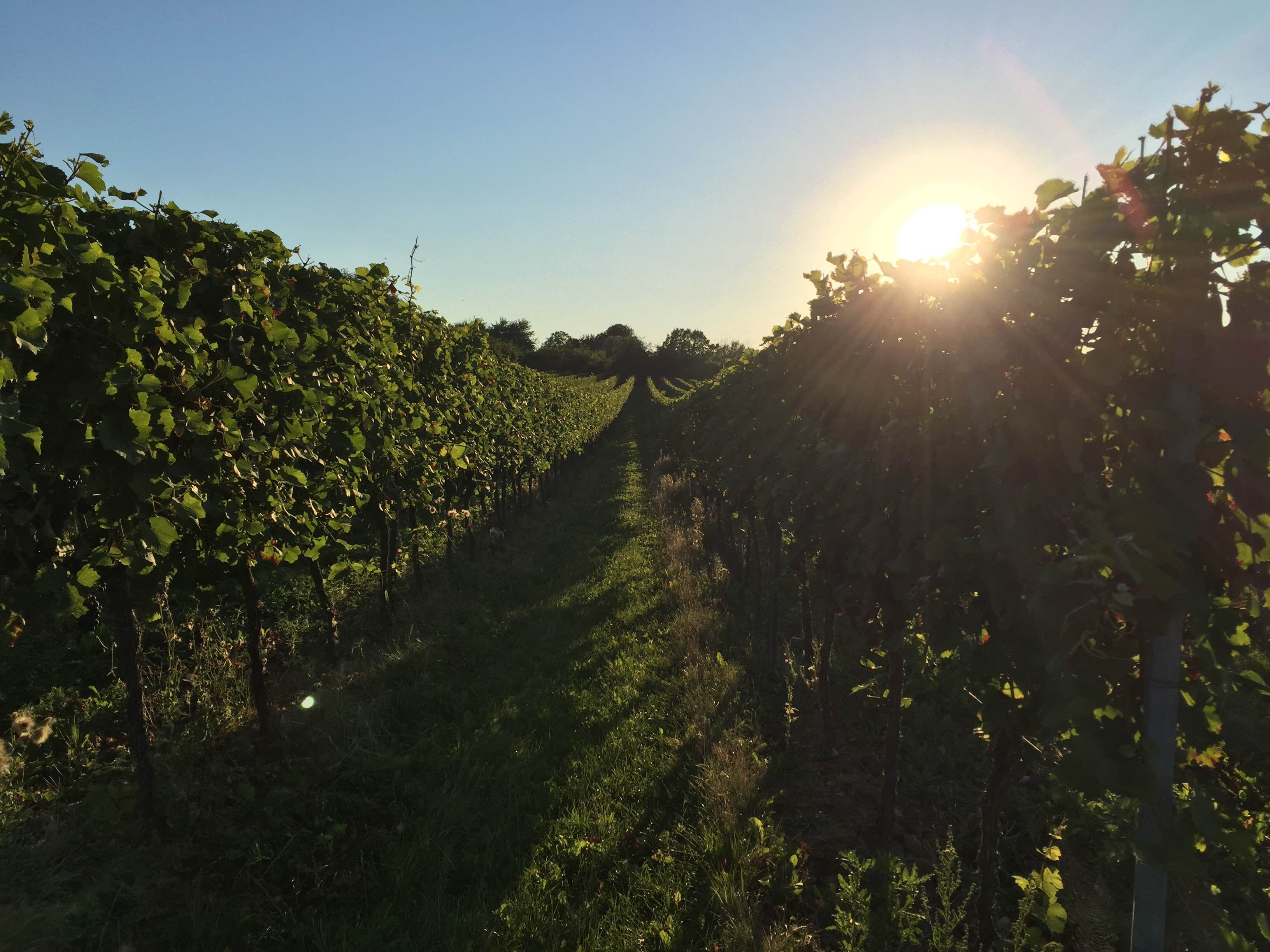 Sonnenuntergang im Weinberg