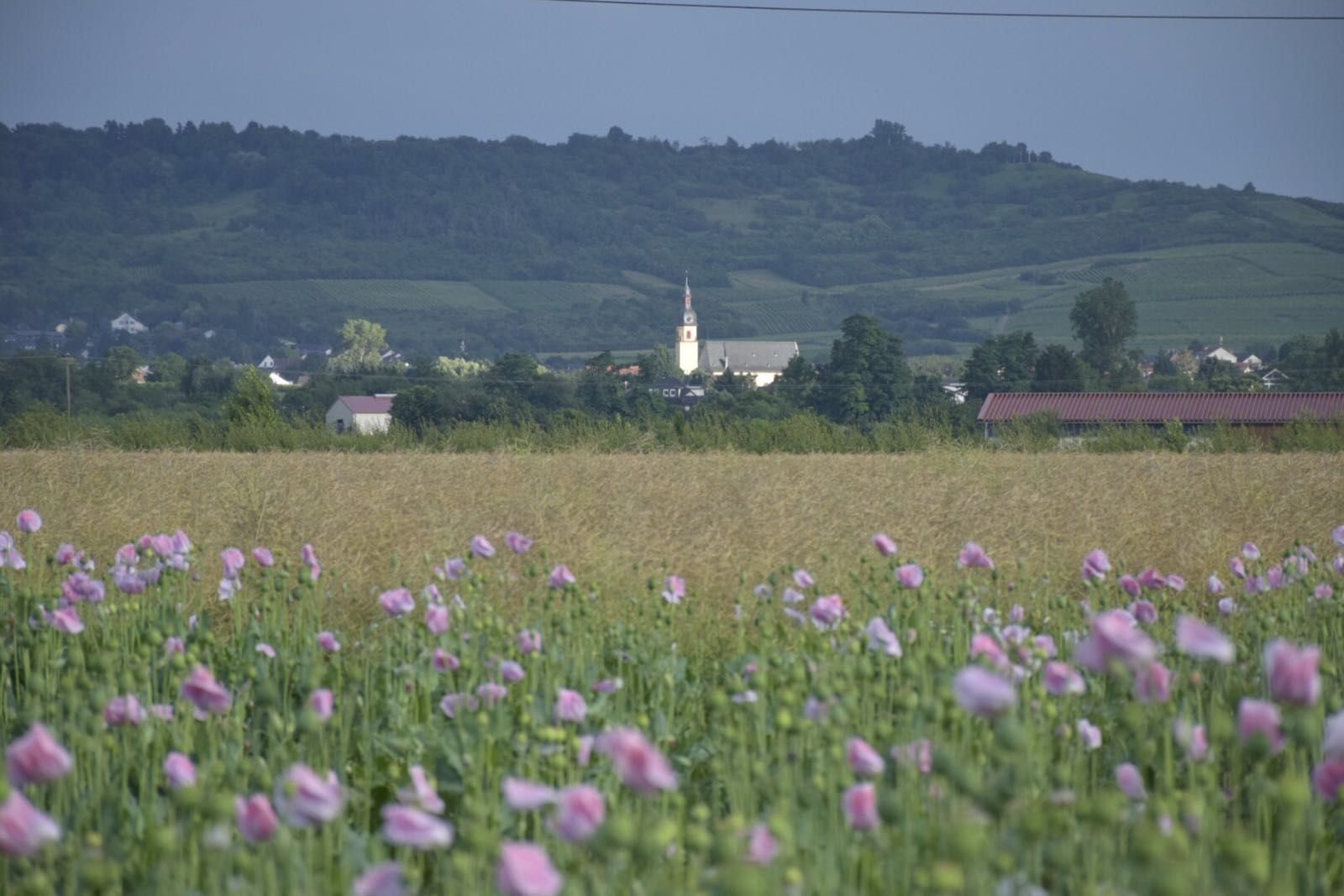 Vorfreude auf Ockenheim