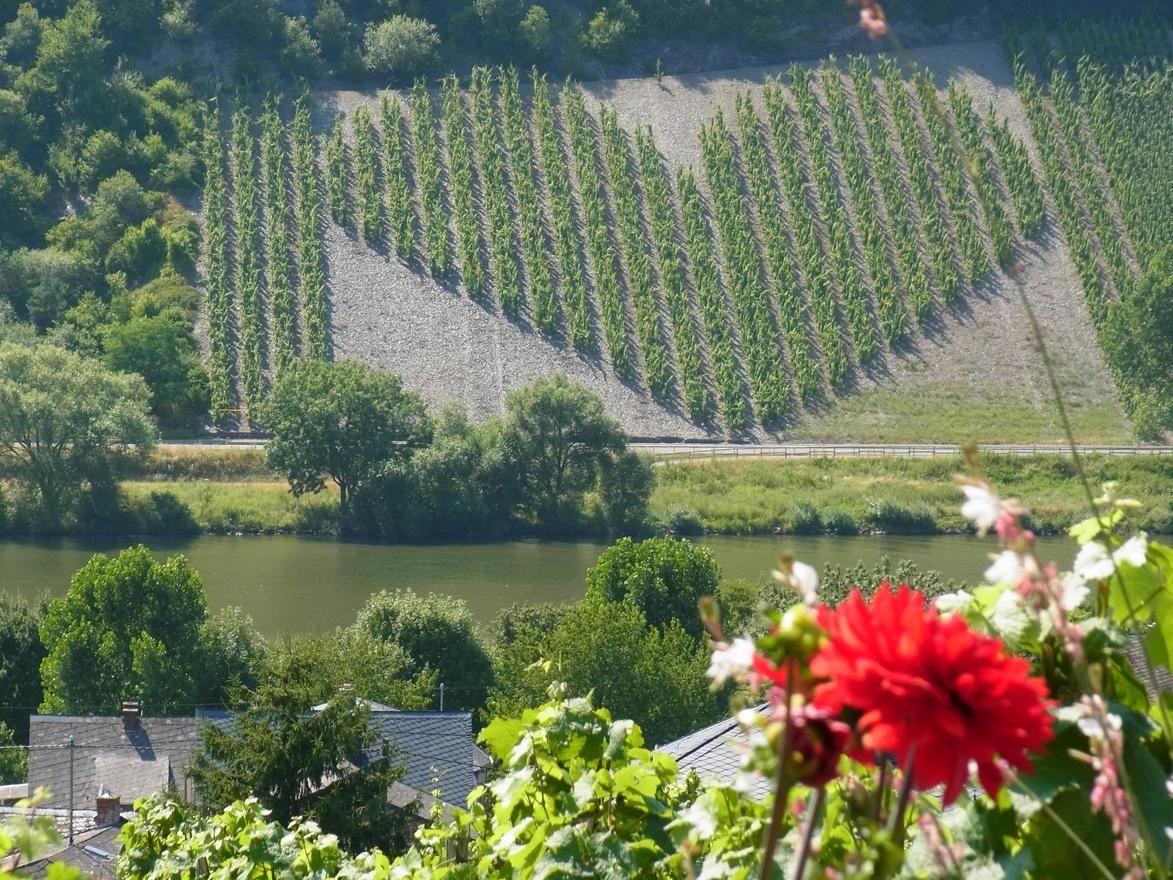 Ferienweingut Bollig