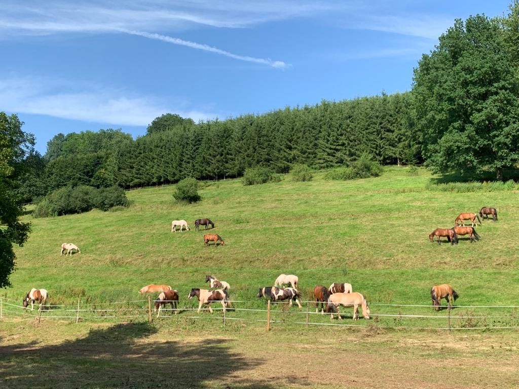 Western - Erlebnis - Reitwochenende