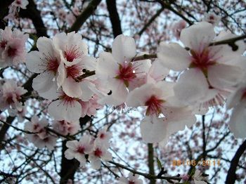 Ein Traum in rosa an der Südlichen Weinstraße