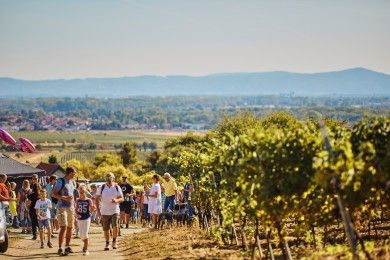 Bechtheimer Weinpilgern