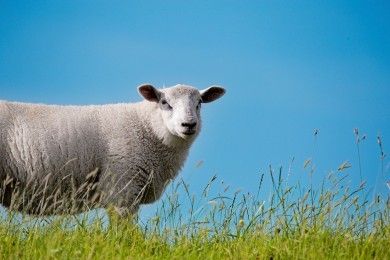 Albstädter Schäferfest