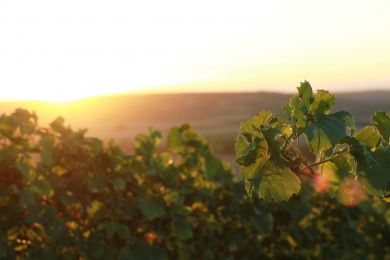 Weinfest der Verbandsgemeinde Alzey Land