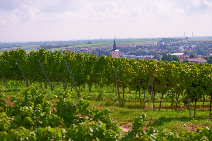 Veranstaltungen im Wonnegau