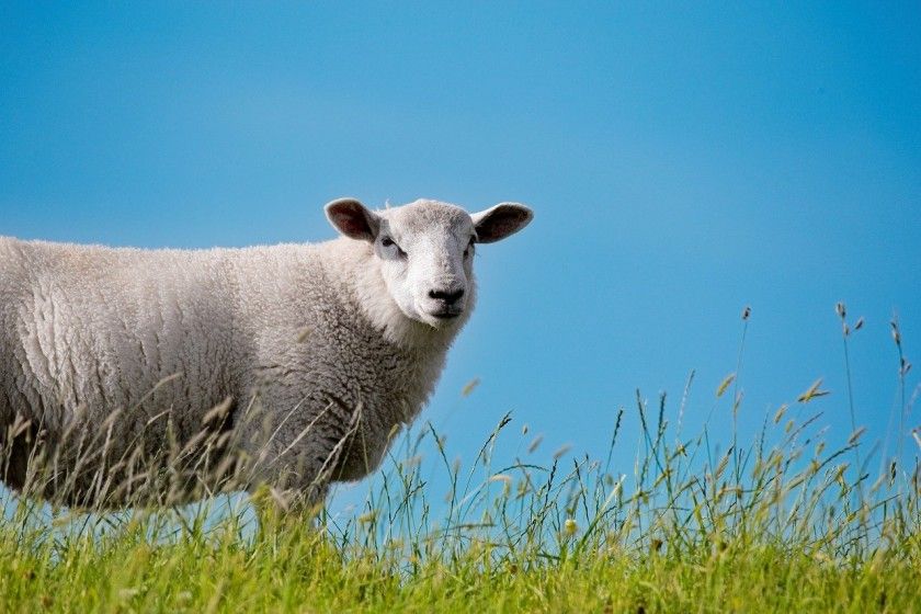 Albstädter Schäferfest