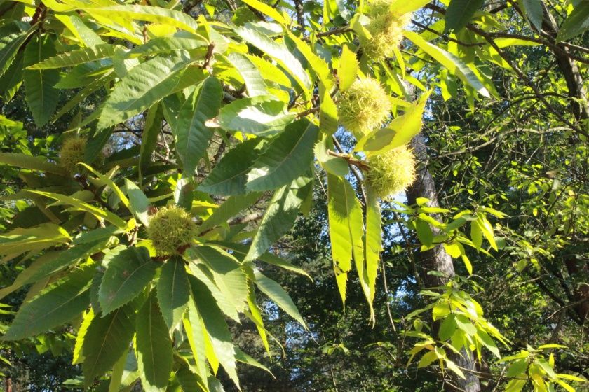 Keschdewoche in Hauenstein 