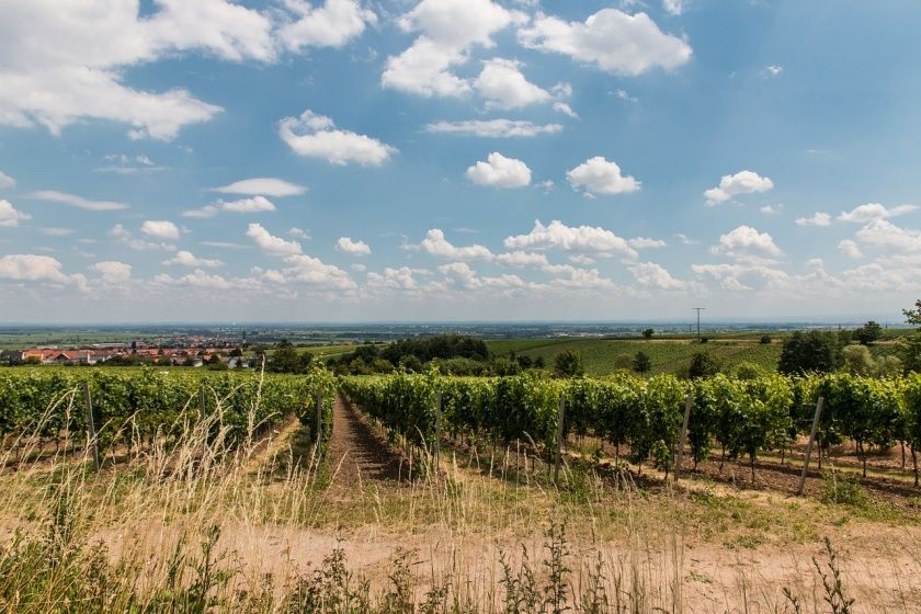 Veranstaltungen in Maikammer