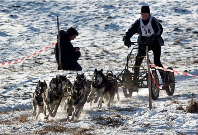 Schlittenhunderennen in Liebenscheid 