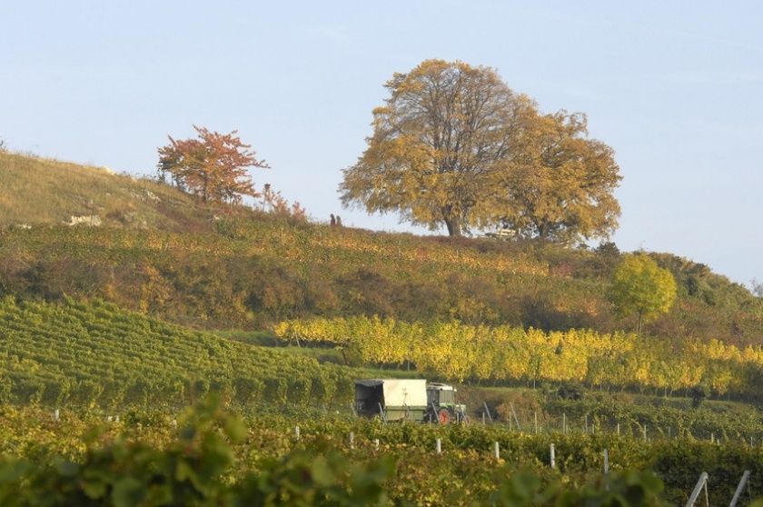 Weinkerwe in Ilbesheim