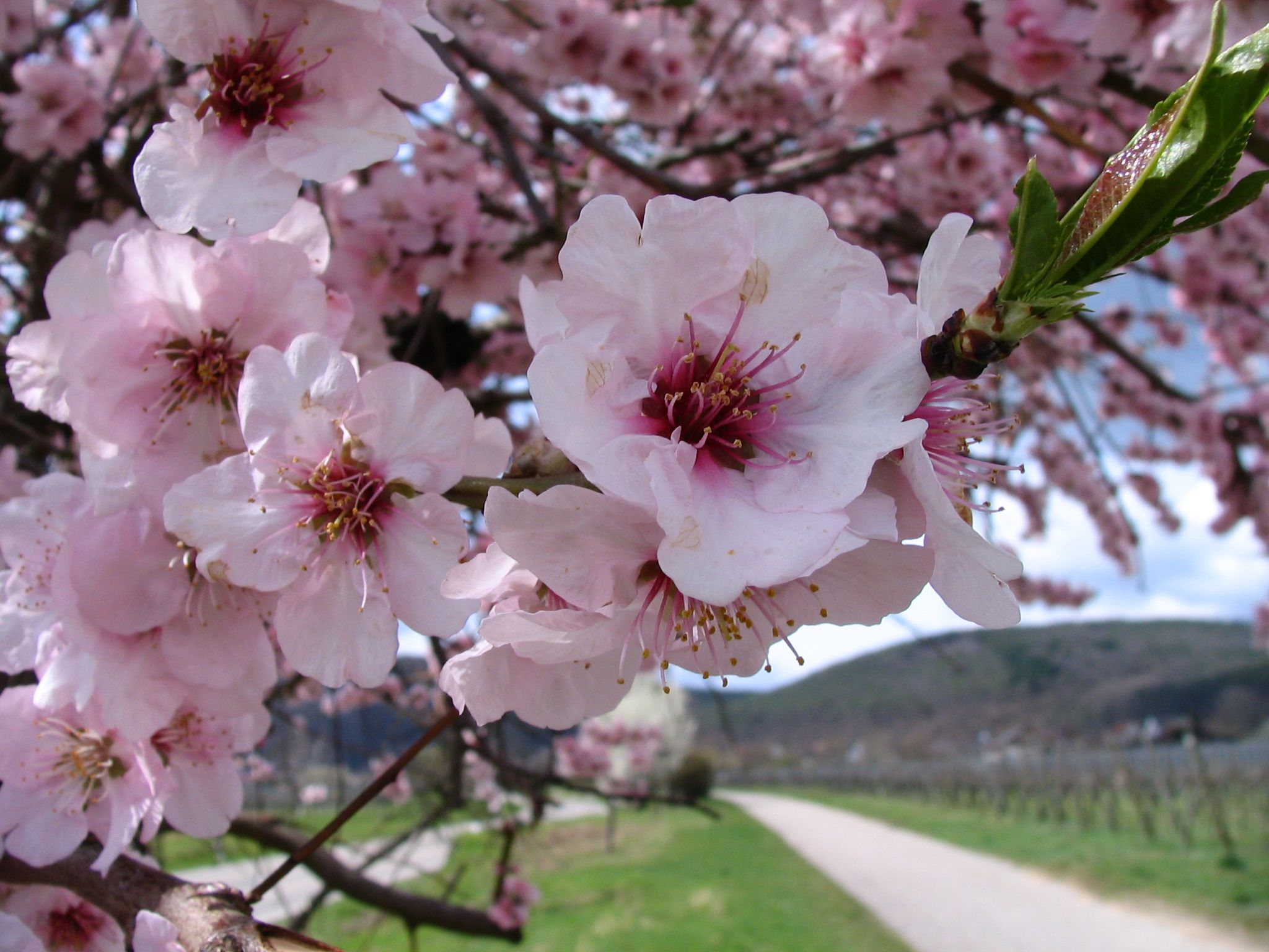 Mandelblüte in der Pfalz