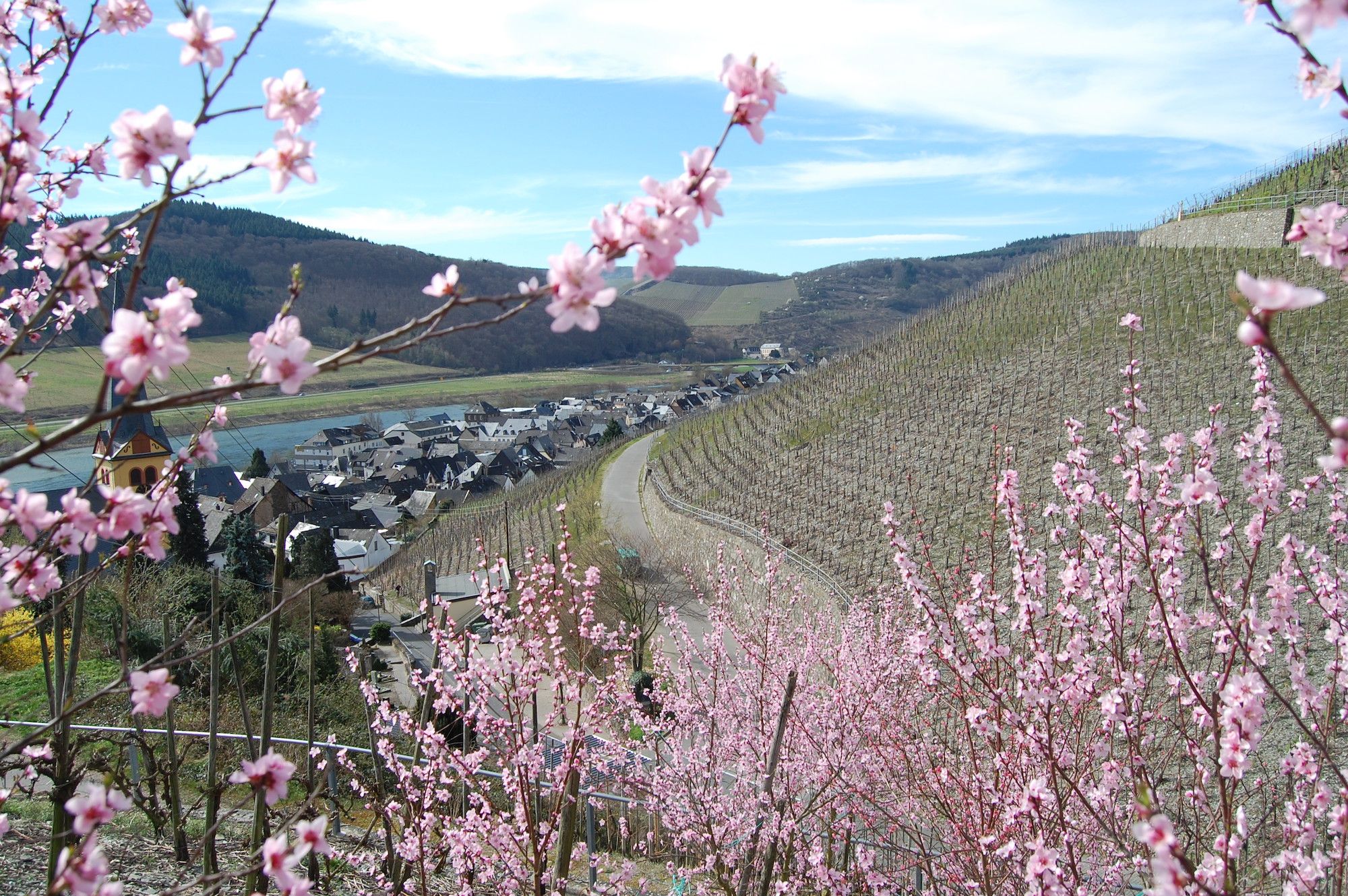 Weinkirmes in Zeltingen