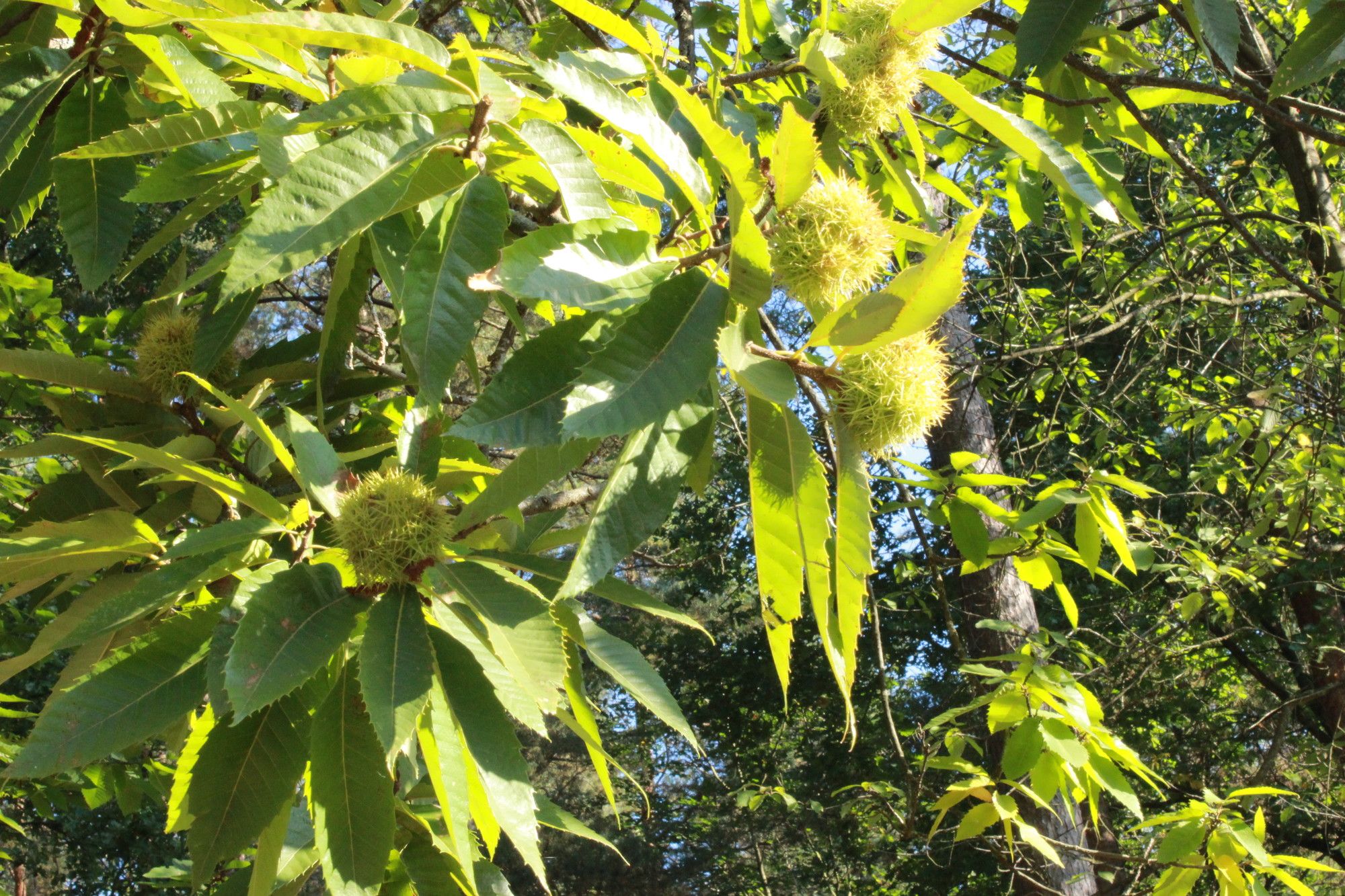 Keschdewoche in Hauenstein 