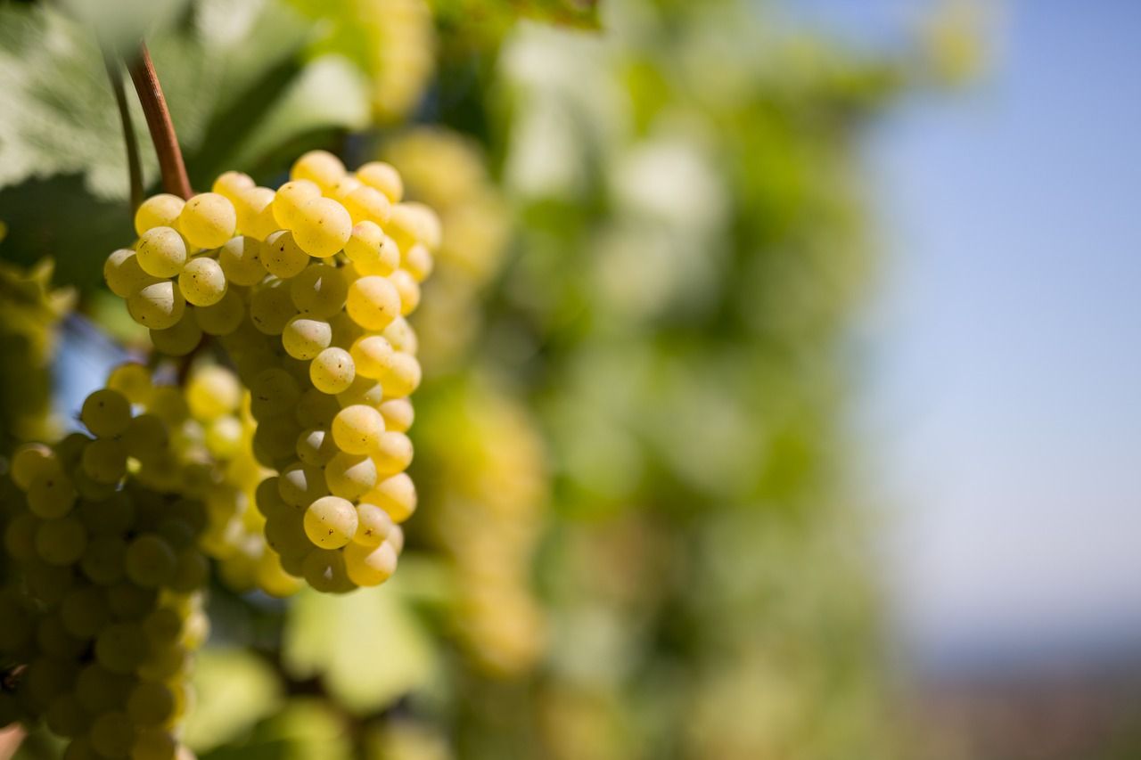Weinfest in der Pergola