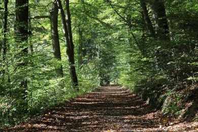 forest-path-2808216_1280.jpg