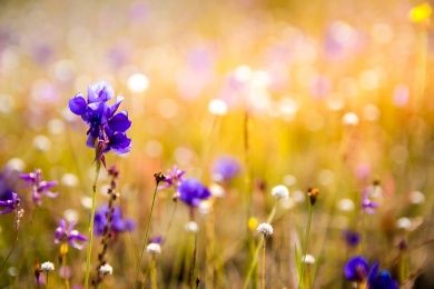 flowers-3182324_1280.jpg