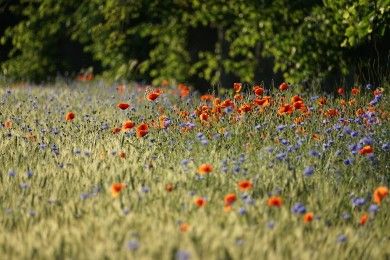 flowers-7119602_1280.jpg