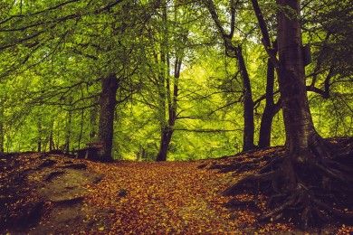 forest-path-2825114_1280.jpg