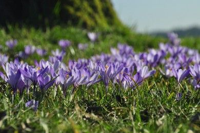 crocus-290462_1280.jpg