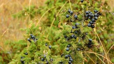 maky_orel-juniper-1008467_1280.jpg