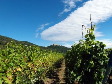 Hambacher Schloß und Weinberge.jpg