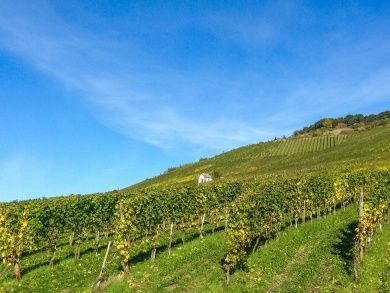 weinlehrpfad.jpg