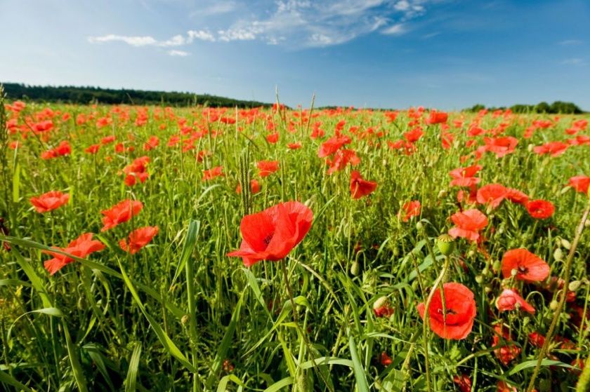 Traumschleife Soonwald  Traumschleife Soonwald